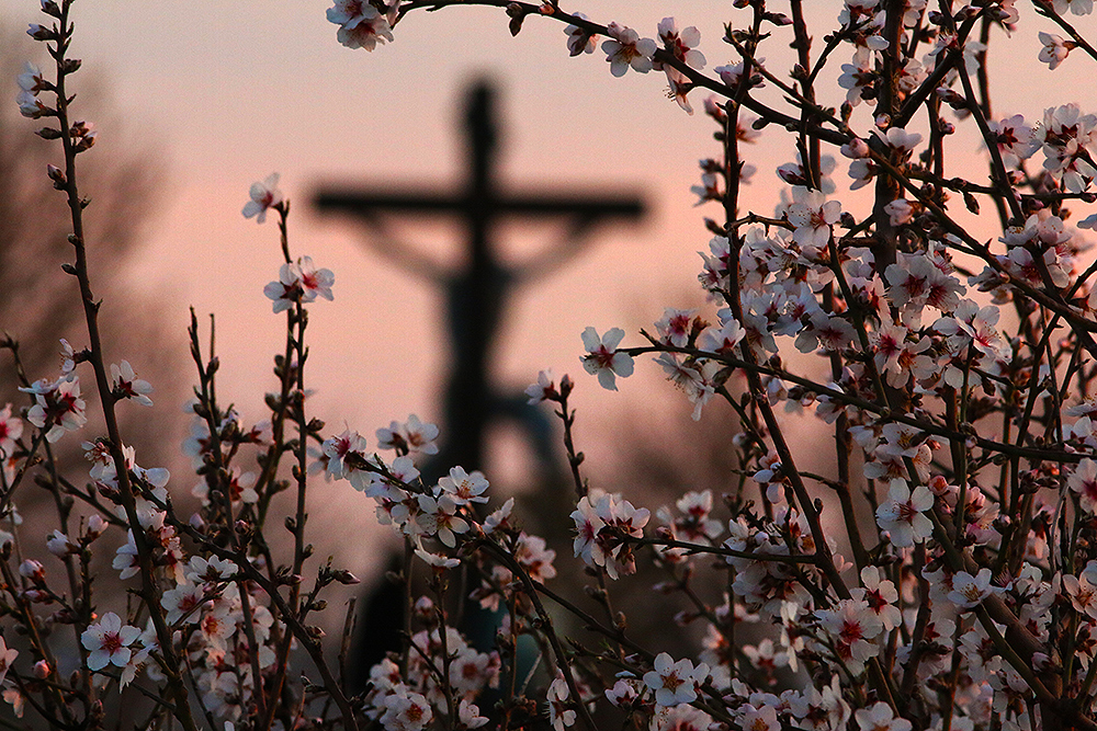 Fotók: Pécsre benézett a tavasz, virágzik a híres mandulafa