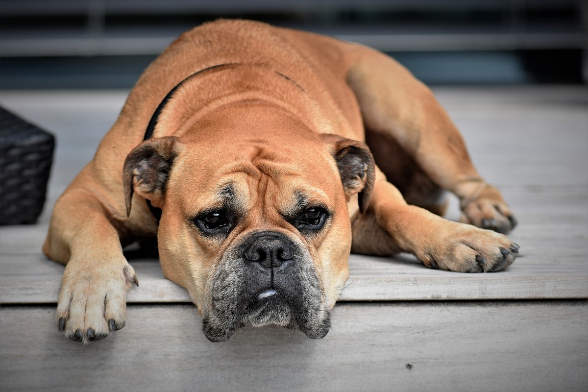 Egyre több kutya kerül mérgezéses tünetekkel orvoshoz, súlyos esetben akár el is pusztulhatnak