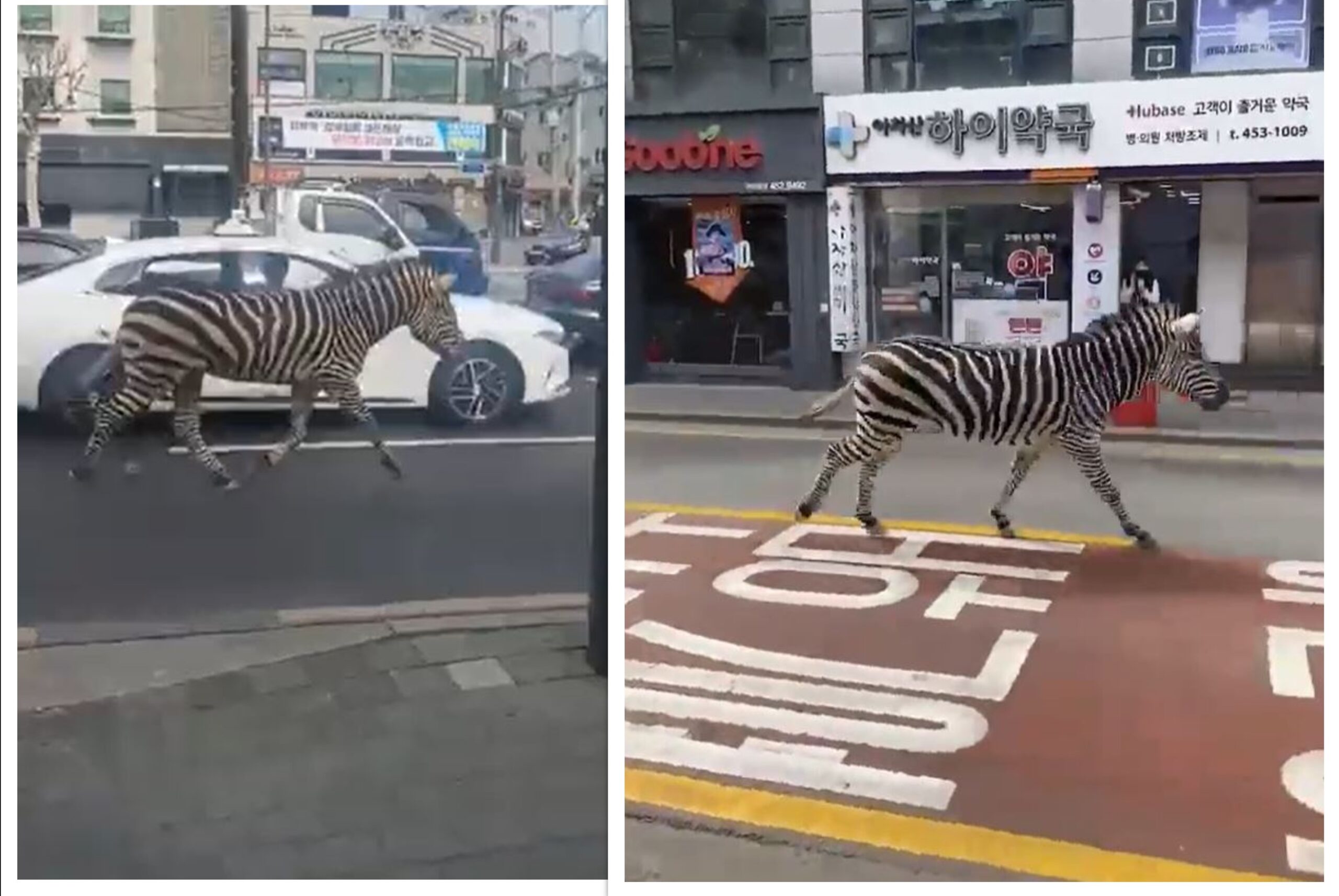 Ilyen sincs minden nap: elszabadult zebra sétálgatott Szöulban