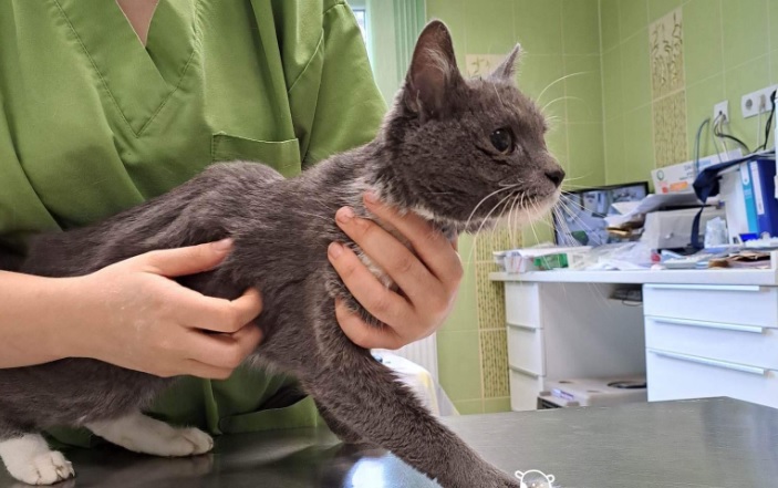 „Egyedül maradt a magánnyal és a lassú éhhalállal” – csodával határos módon életben maradt macskát mentettek egy budapesti lakásból