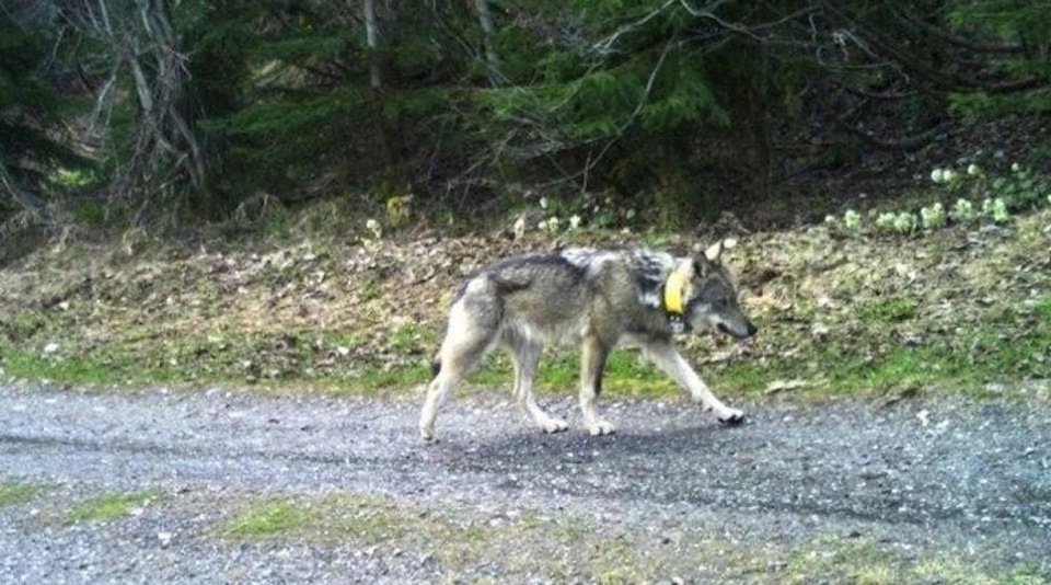 Százzal is száguldhatott a jeladója szerint a Magyarországon kilőtt svájci farkas