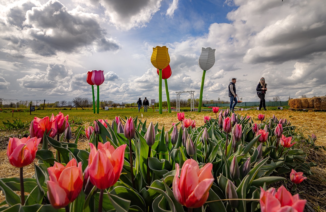 Nemcsak gyönyörködni lehet bennük, szüretelhető is a virág a mórahalmi Tulipgardenben