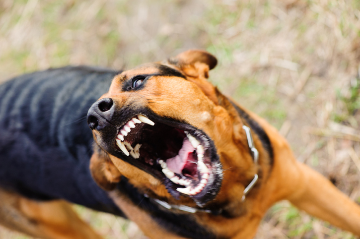 Börtönbe mehetnek az ausztrál gazdik, ha a kutyájuk súlyos sérülést okoz vagy megöl valakit