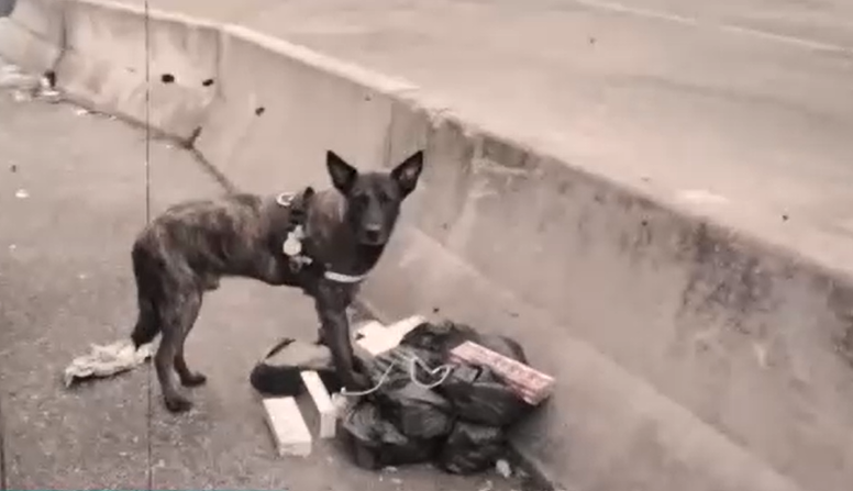 Megható videóval búcsúzik az egyik legsikeresebb kábítószerkereső kutyájától a NAV