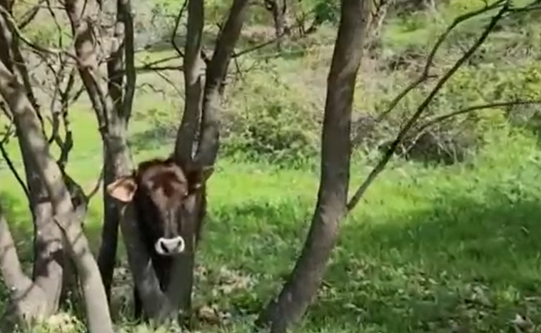 Videón, ahogy egy fába szorult fiatal tehenet mentettek ki