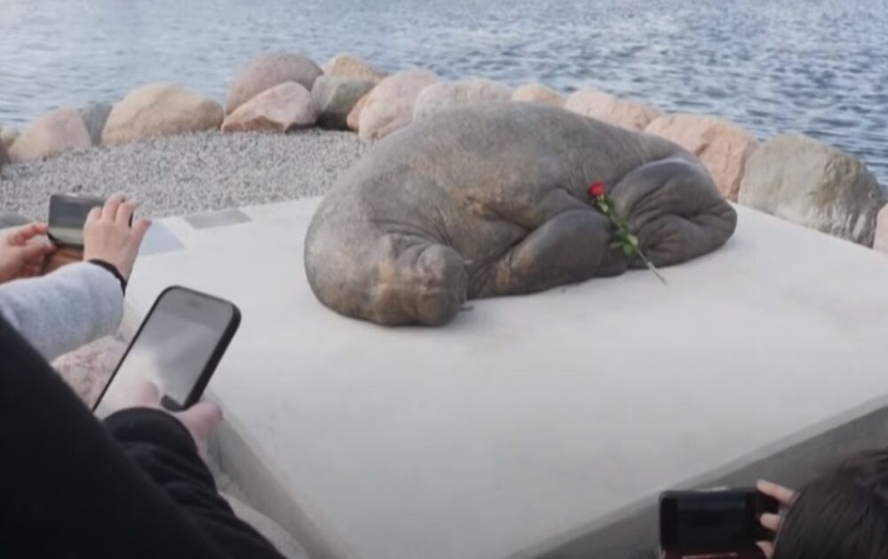 Életnagyságú bronzszobrot kapott a közbiztonsági kockázat miatt elaltatott rozmár Oslóban