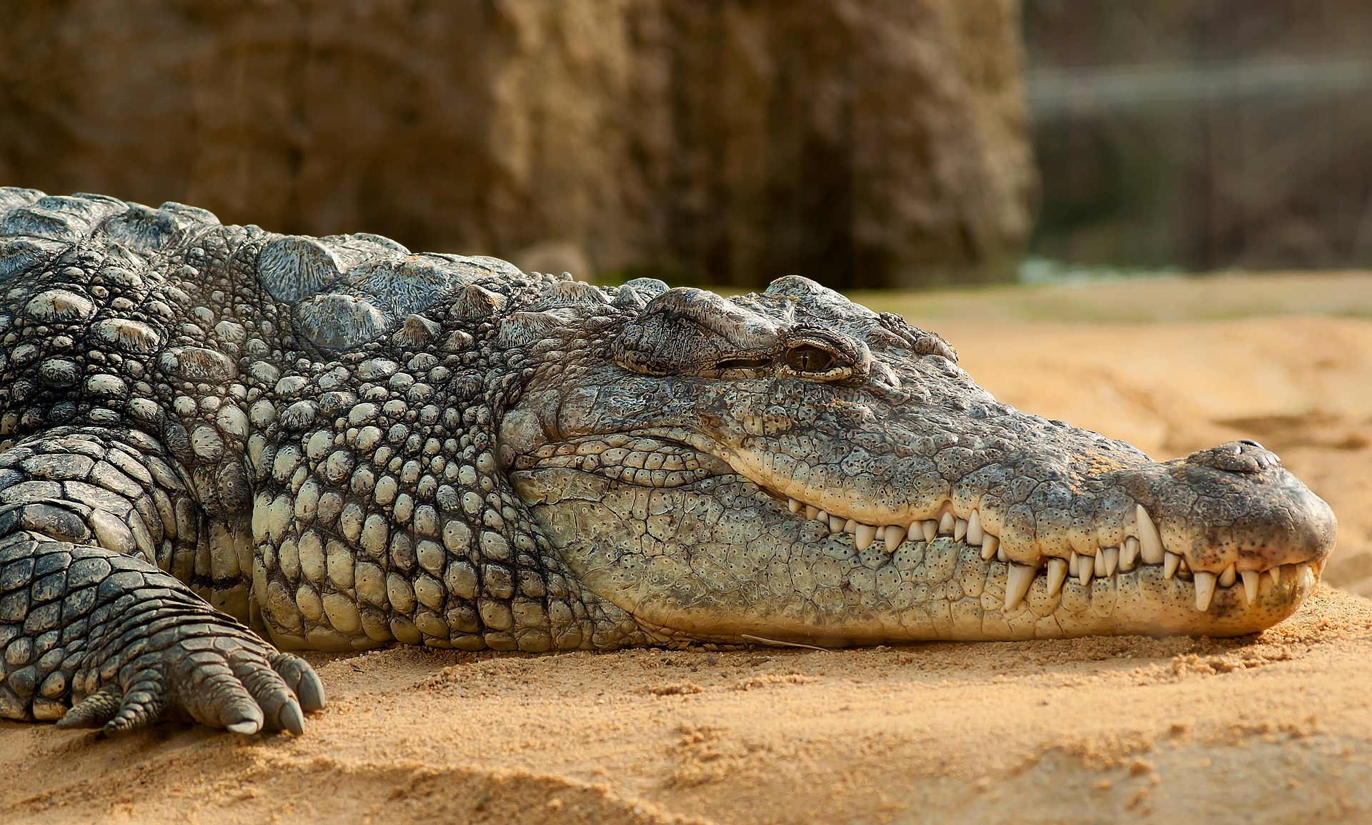 Krokodil gyomrában találtak rá egy eltűnt horgászra