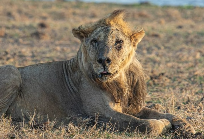 Megölték Afrika egyik legidősebb oroszlánját Kenyában