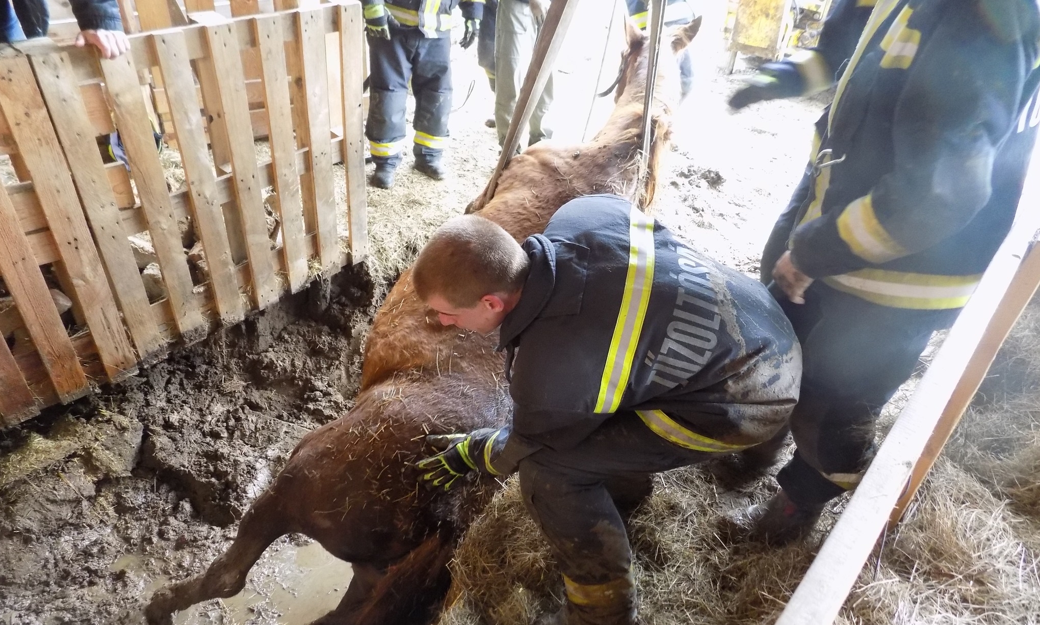 Aknába esett egy ló – a tűzoltóknak különleges eszközt is be kellett vetniük a mentéshez