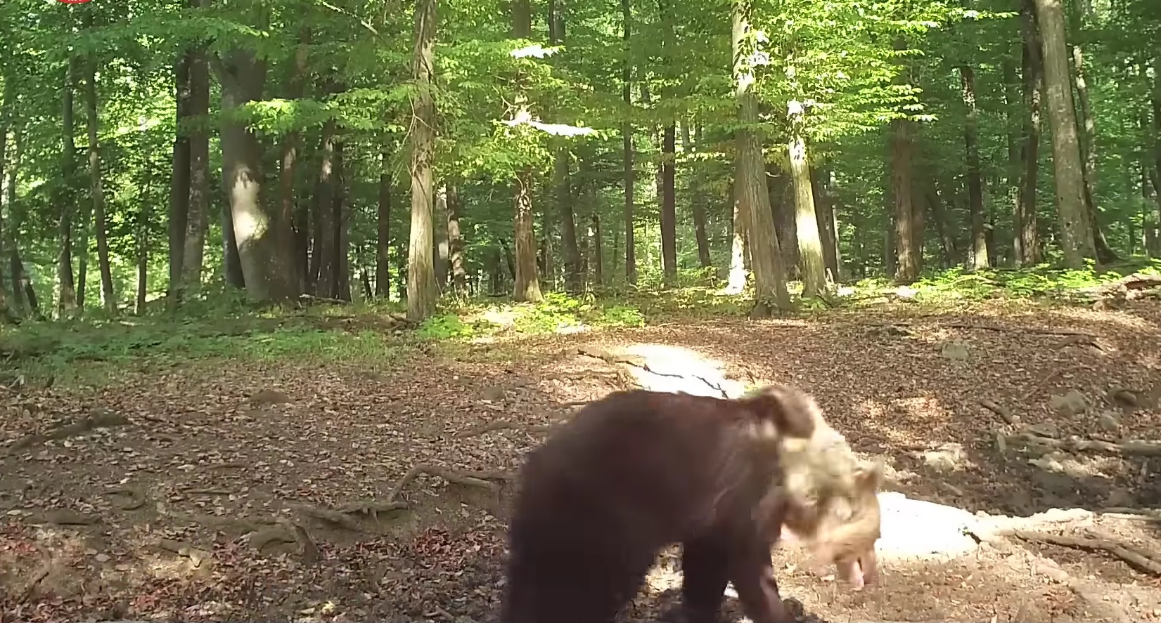 Videón a bükki medve, Mihály – sikerült lencsevégre kapni az állatot