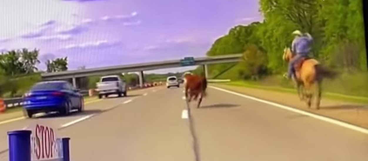 Elképesztő videó: Egy cowboy segítségével sikerült befogni az elszabadult tehenet az autópályán