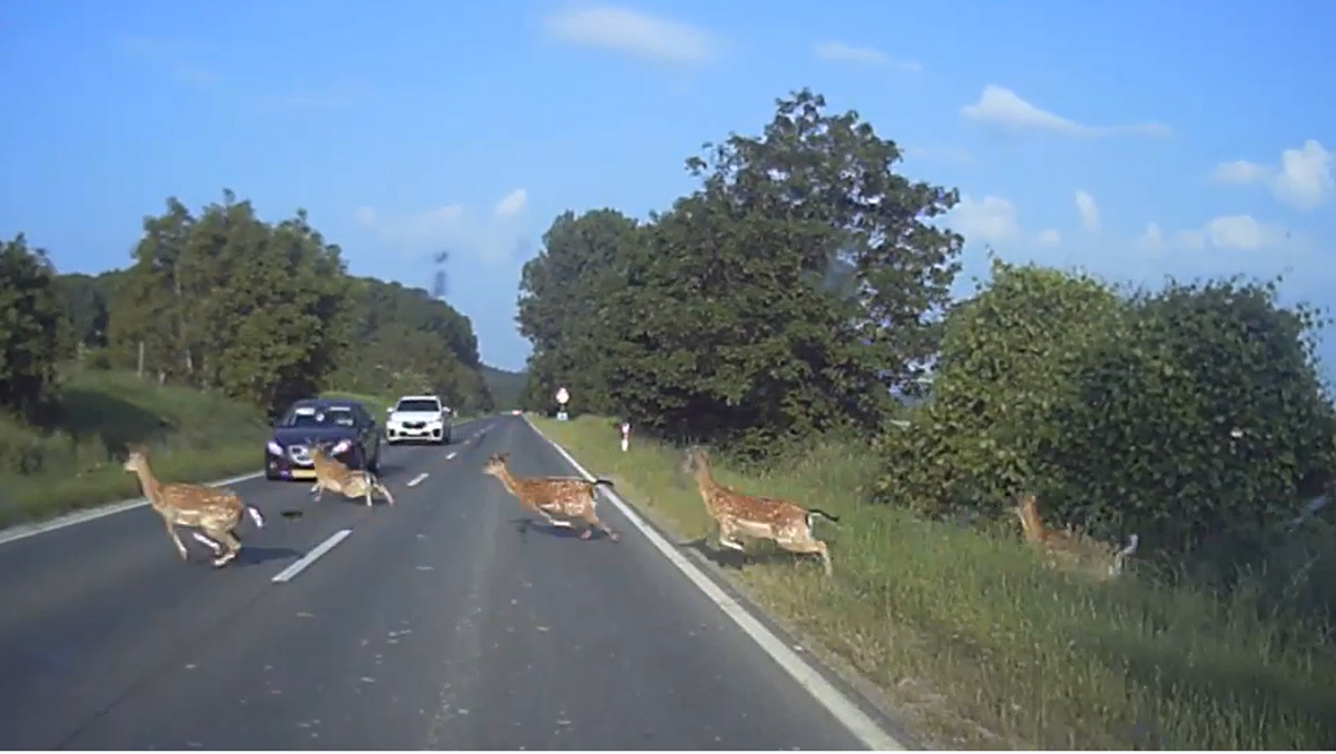 Drámai videó: szarvascsordával ütközött egy autó a 6-os főúton – egy állat elpusztult