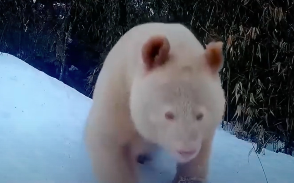 Tudományos szenzáció: videó készült a világ egyetlen albínó óriáspandájáról Kínában