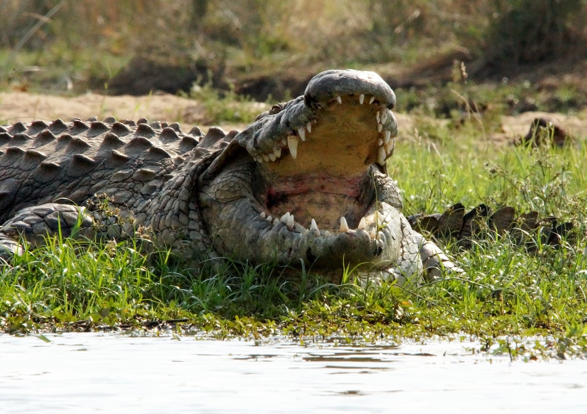 Egyszerűen kihúzta a fejét a krokodil szájából egy megtámadott búvár Ausztráliában