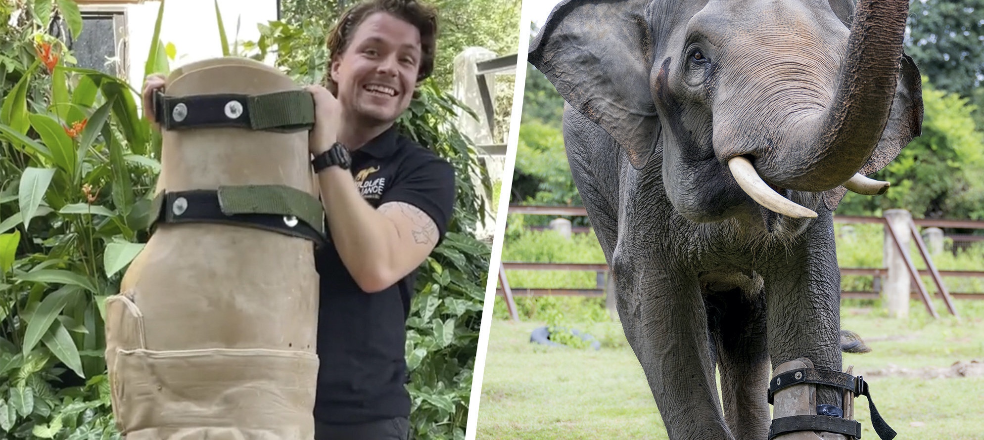 Műlábat kapott a Chouk nevű elefánt, így most újra tud járni