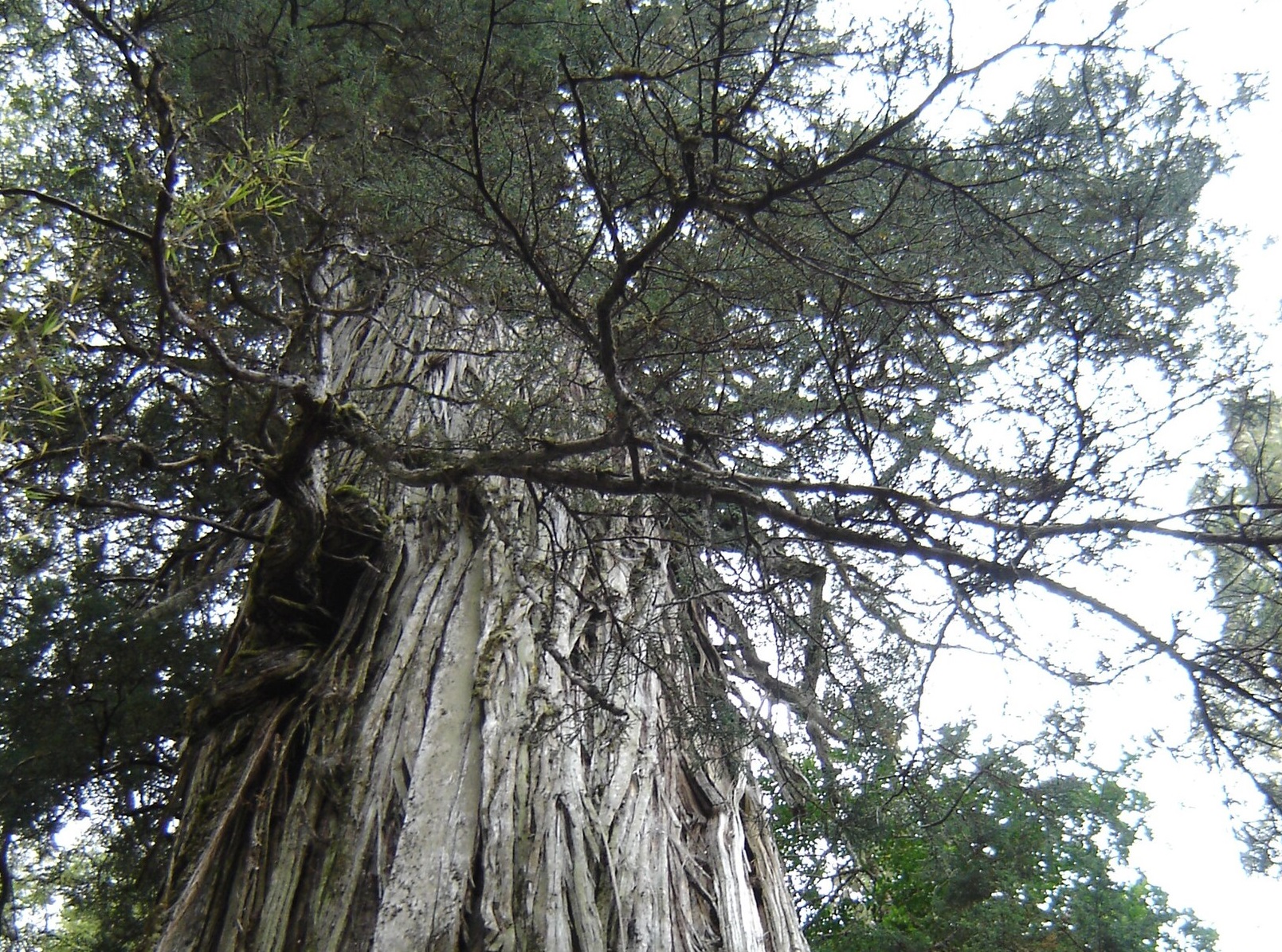 Titkolják a turisták elől a Föld legöregebb, több ezer éves fáinak pontos helyét