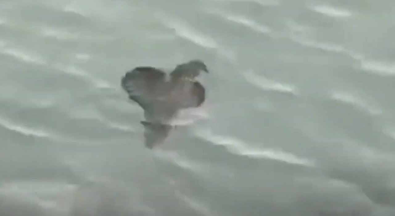 Bizarr tengeri lényt videóztak le, senki nem tudja, milyen állat lehet