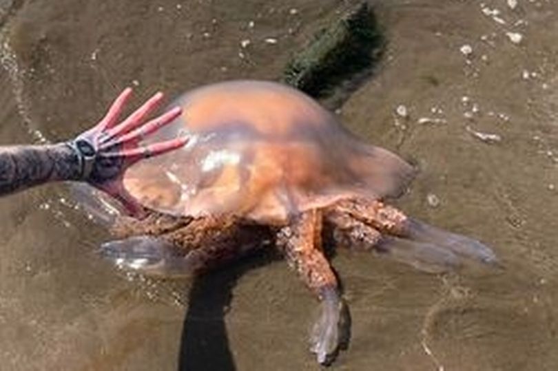 Gigantikus, autógumi méretű medúzákat sodort a víz a tengerpartra Skóciában