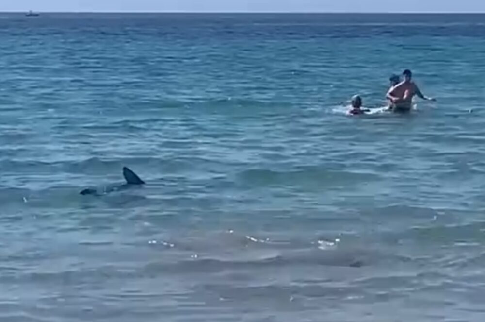Videón, ahogy egy méretes cápa elől menekülnek a strandolók