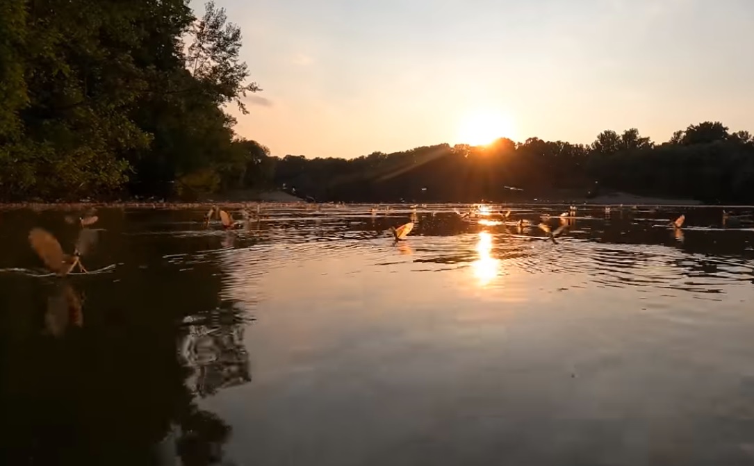 Elkezdődött a tiszavirágzás: nézd meg, hogyan járják el örömtáncukat a kérészek! - Videó