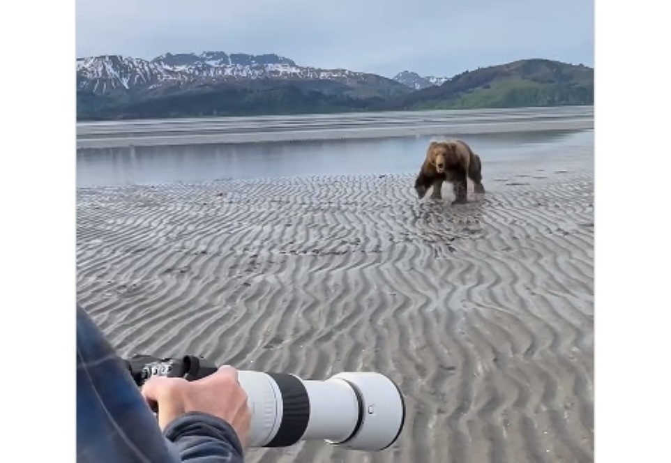 Videón, ahogy egy idős férfi megfutamít egy felé rohanó barnamedvét ezzel az egyszerű trükkel