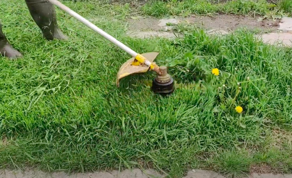 Belehalt egy kertész, hogy fűkaszával véletlenül levágta a saját péniszét