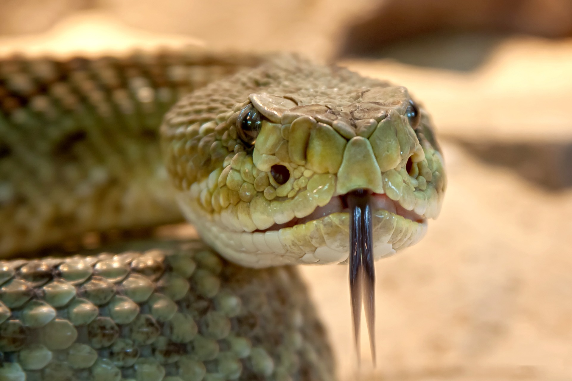 Egy kígyó kúszott elő az Aldiban vásárolt brokkoliból