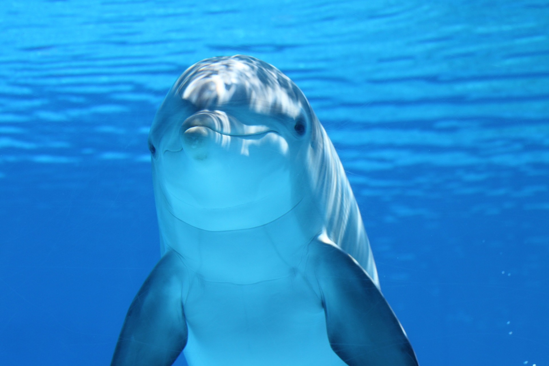 Nemcsak az orkák, a delfinek között is terjed egy új szokás, ami bajt hozhat a fejükre