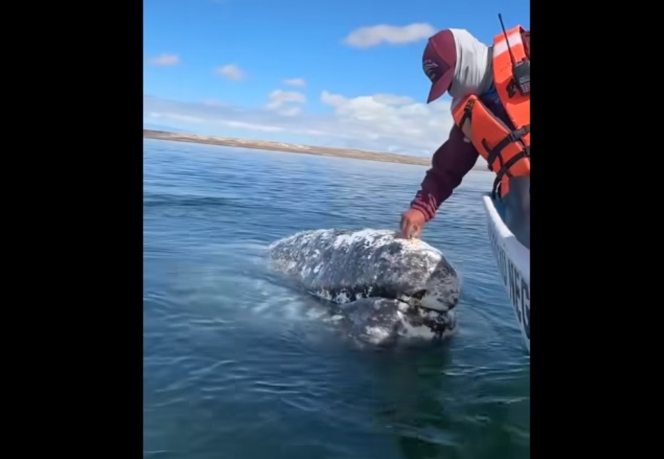 Videón, ahogy egy bálna segítséget kér a hajóskapitánytól