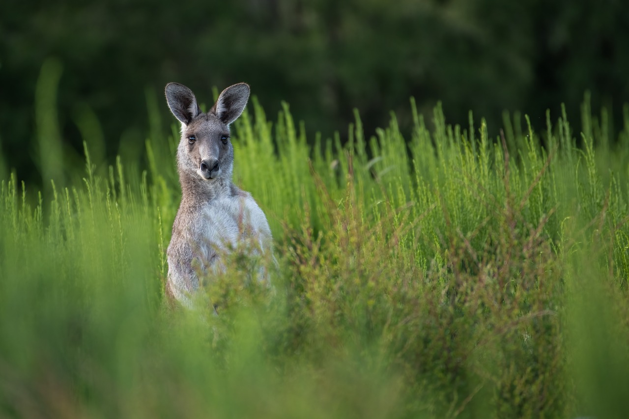 Elszökött egy kenguru – egy 18. kerületi kertben ugrándozott