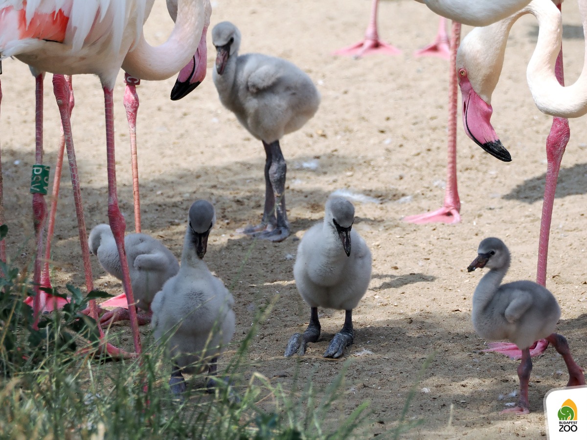 Valami van a levegőben a Fővárosi Állatkertben – egymás után kelnek ki a flamingófiókák