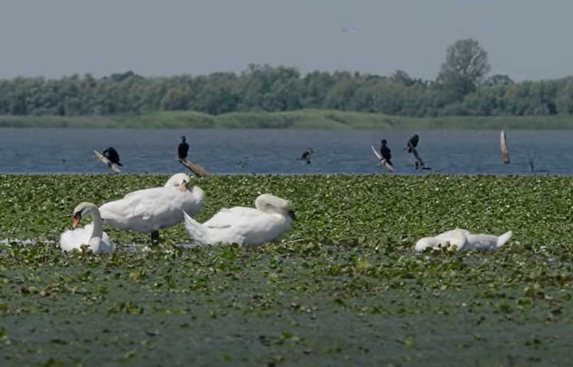 Egy kisfilm a Tisza-tóról, amely megmutatja, miért is imádjuk annyira ezt a vidéket