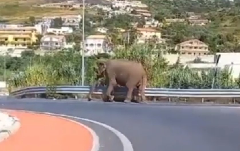 Videón, ahogy egy elefánt sétálgat az úton, és nem érdeklik az autósok se