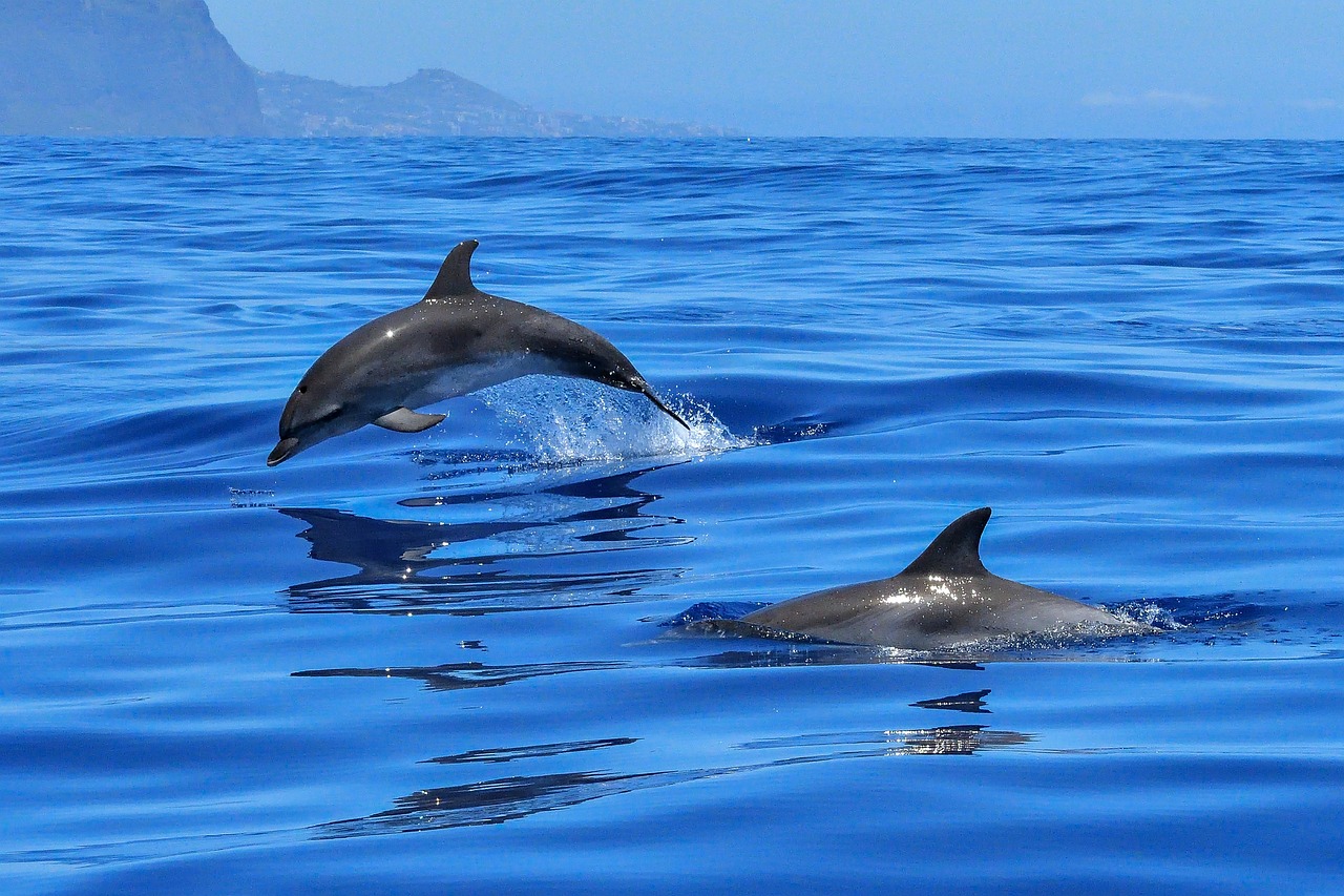 Videón, ahogy egy hatalmas cápát megölnek kardszárnyú delfinek, majd megeszik a máját