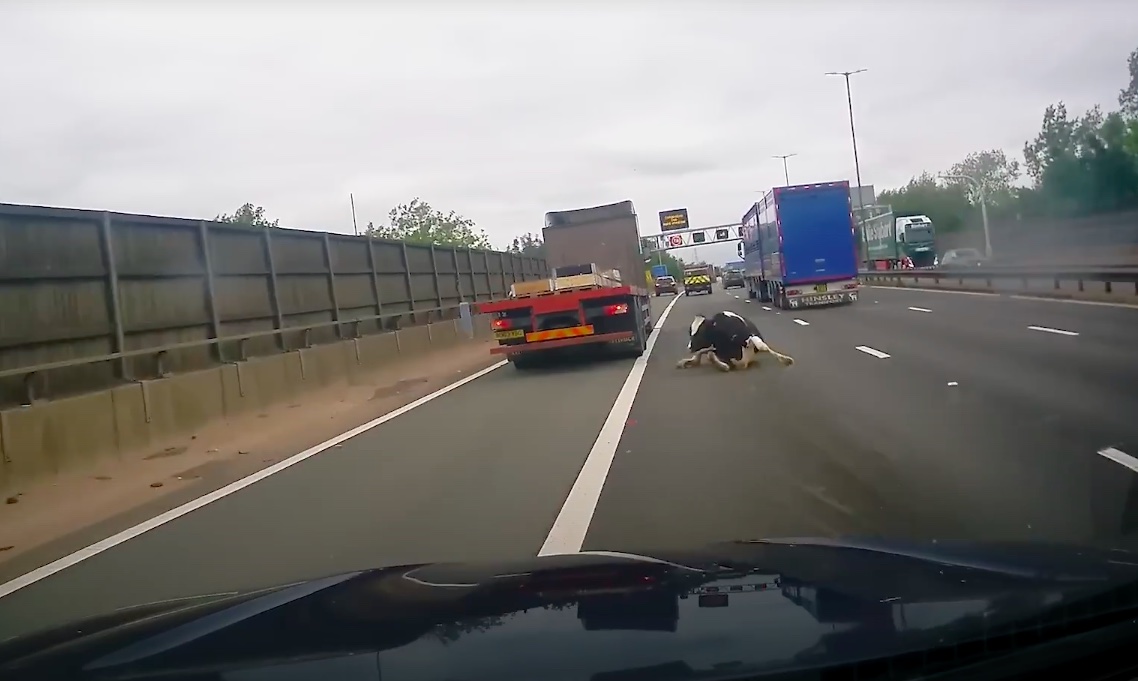 Durva videó: menet közben zuhant egy tehén a száguldó kamionok közé az autópályán
