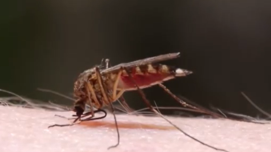 A nyugat-nílusi lázat terjesztő tigrisszúnyogok miatt nem adhatnak vért a XVI. és a XXII. kerületiek, és a szegediek sem