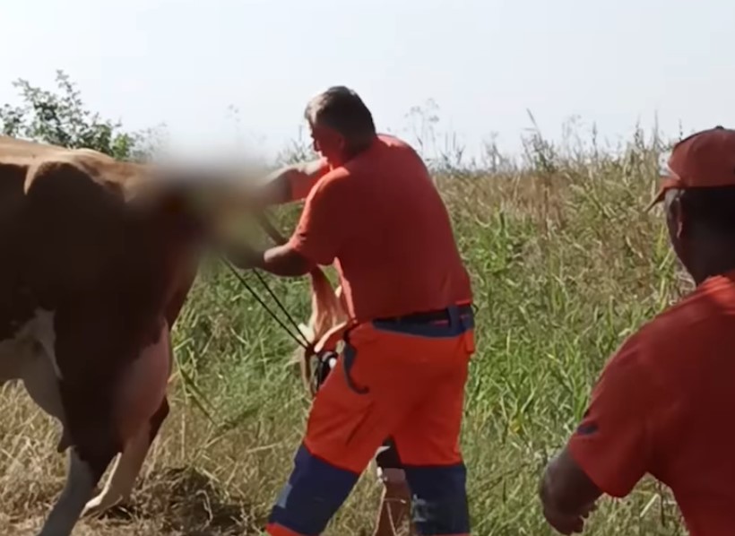 Közutasok segítettek világra egy kis borjút – videó