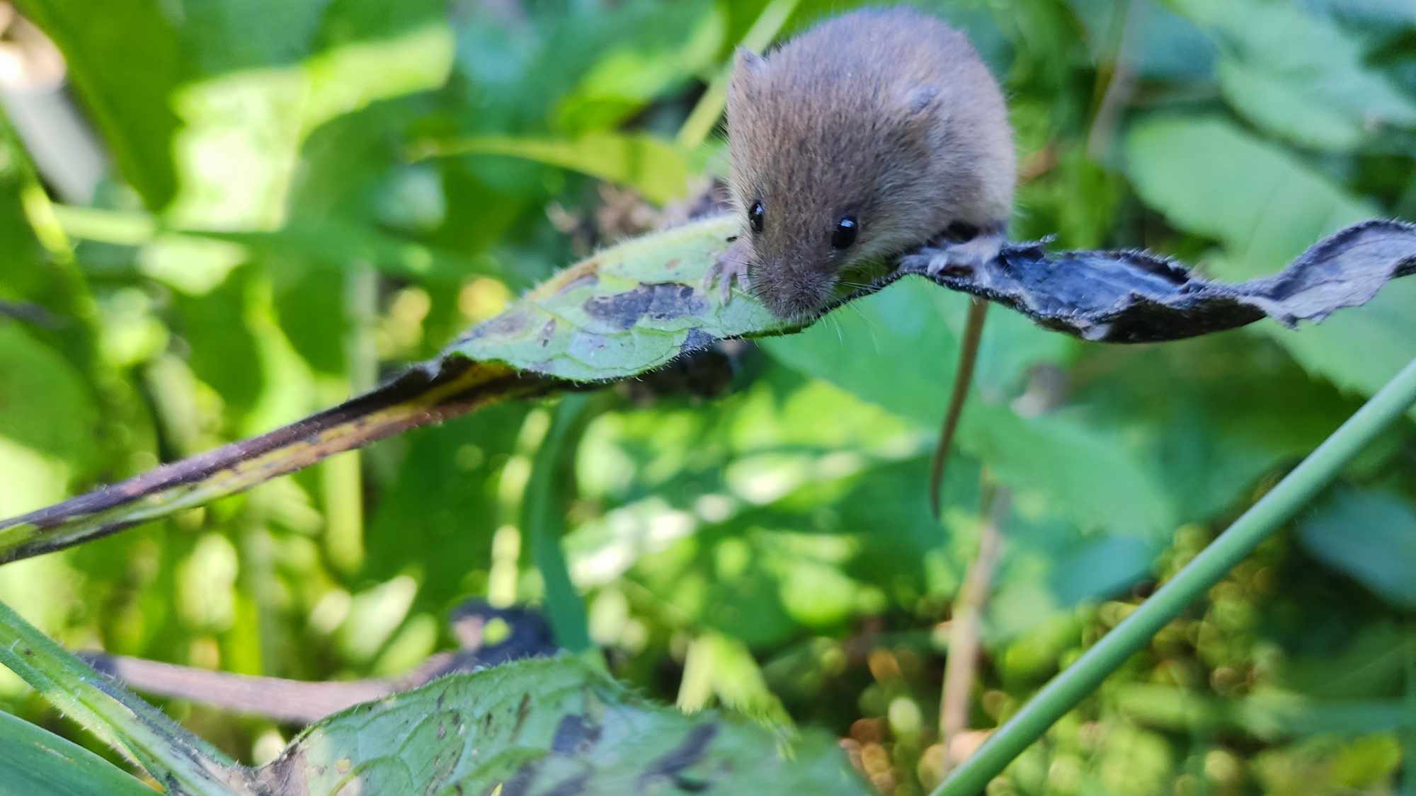 Ma már nem lehet rossz kedved, ha megnézed ezt a mosakodó törpeegeret