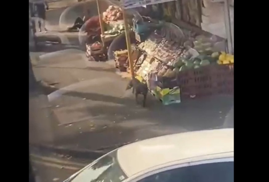 Videó: az utcán támadt 11 éves kislányra a harci kutya, a belügyminiszter betiltaná a fajtát