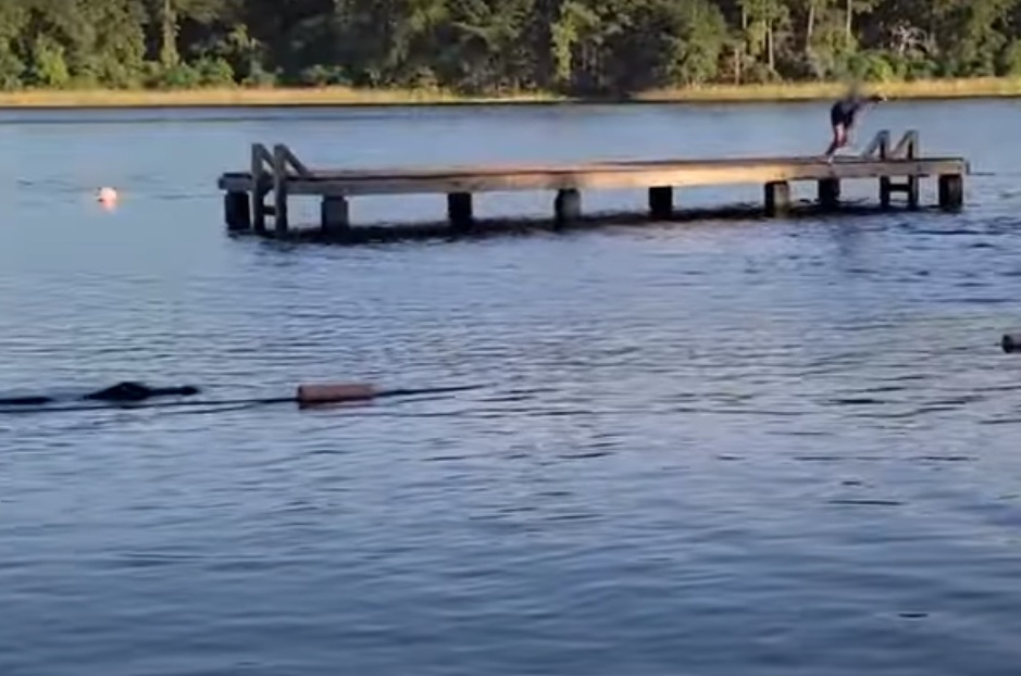Felkavaró videón, ahogy egy 3 méteres aligátor odalopakodik a gyanútlanul fürdőző gyerekekhez