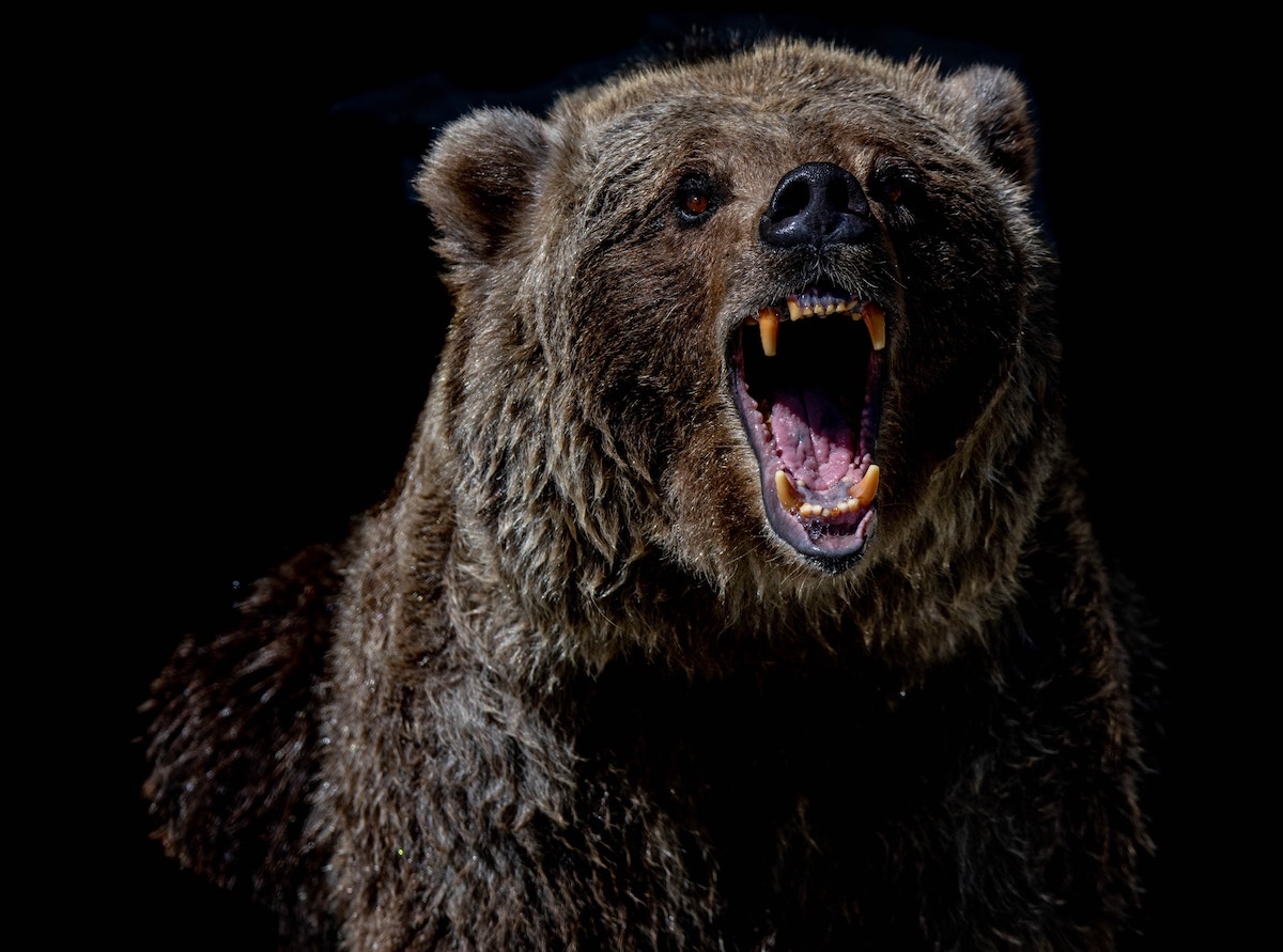 Grizzly marcangolt halálra egy nemzeti parkban túrázó kanadai házaspárt