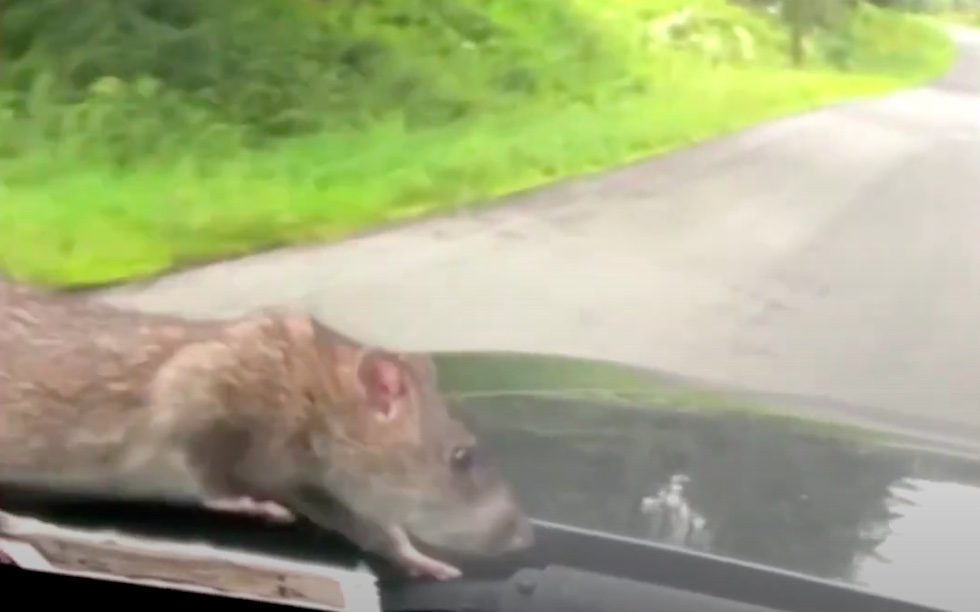 Videón, ahogy menet közben kimászik egy patkány a motorháztető alól, és sétál egyet az autón