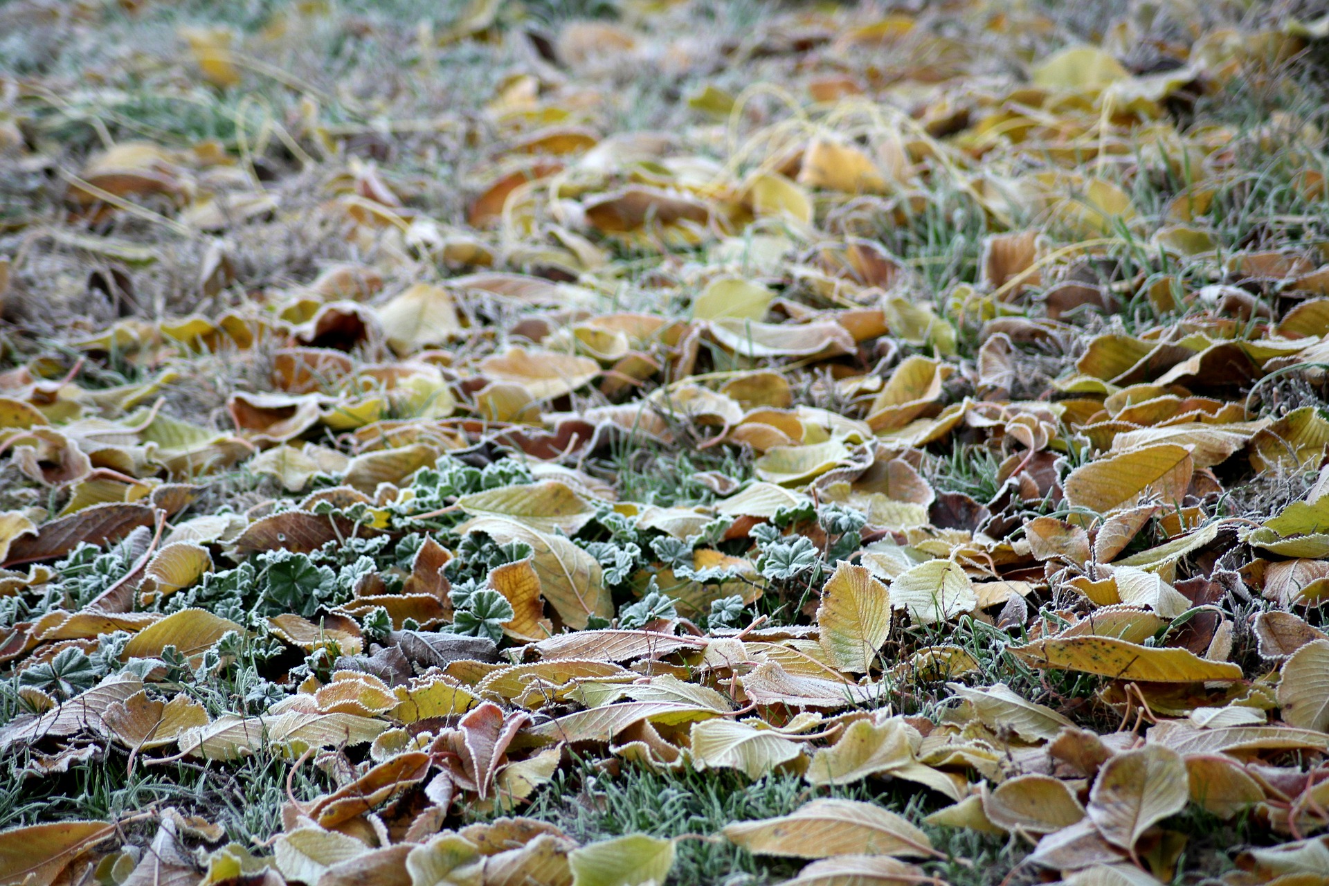 Beütött a fagy hajnalban: mínusz 4,2 Celsius-fok volt Nyírtasson