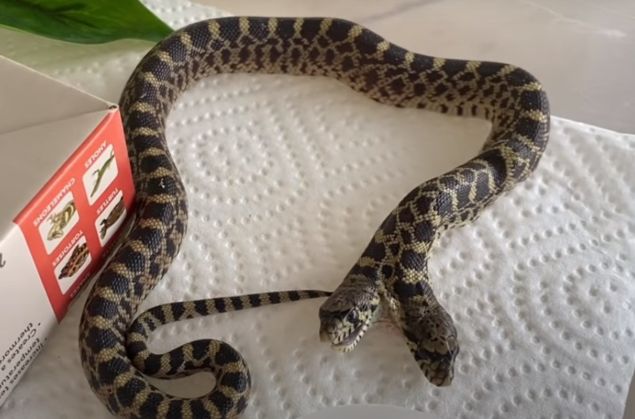 Videón egy ritka kétfejű kígyó – a kígyótenyésztő is megdöbbent, amikor kikelt a tojásból