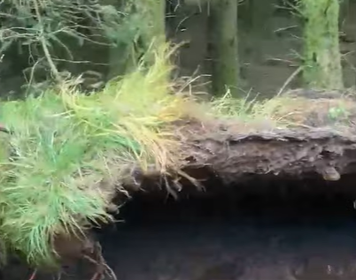 Hihetelen videó: a levegőbe emelkedett a talaj egy erdőben, akkora vihar csapott le Skóciára