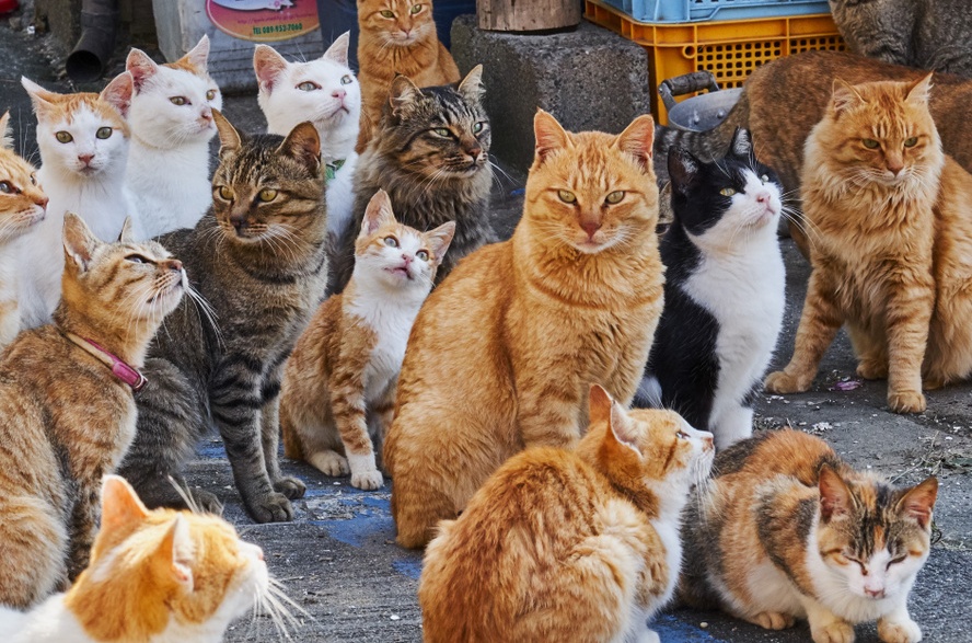 Vágóhídra szánt ezer macskát mentettek meg a kínai rendőrök