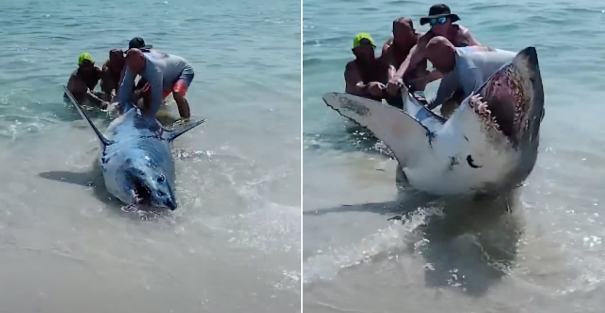 Rémisztő videón, ahogy egy partra vetett cápa csapkodni kezd, miközben menteni próbálják