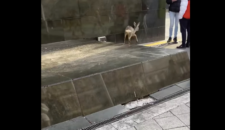 Riadt őzike rohangált a Westendnél - videó!