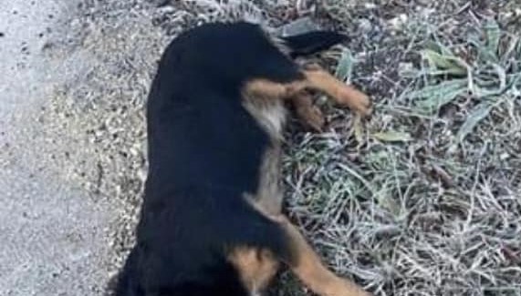 Kegyetlen állatkínzás Székesfehérváron: az autója után kötötte a kutyát a férfi, szörnyű kínok között pusztult el Hubabuba