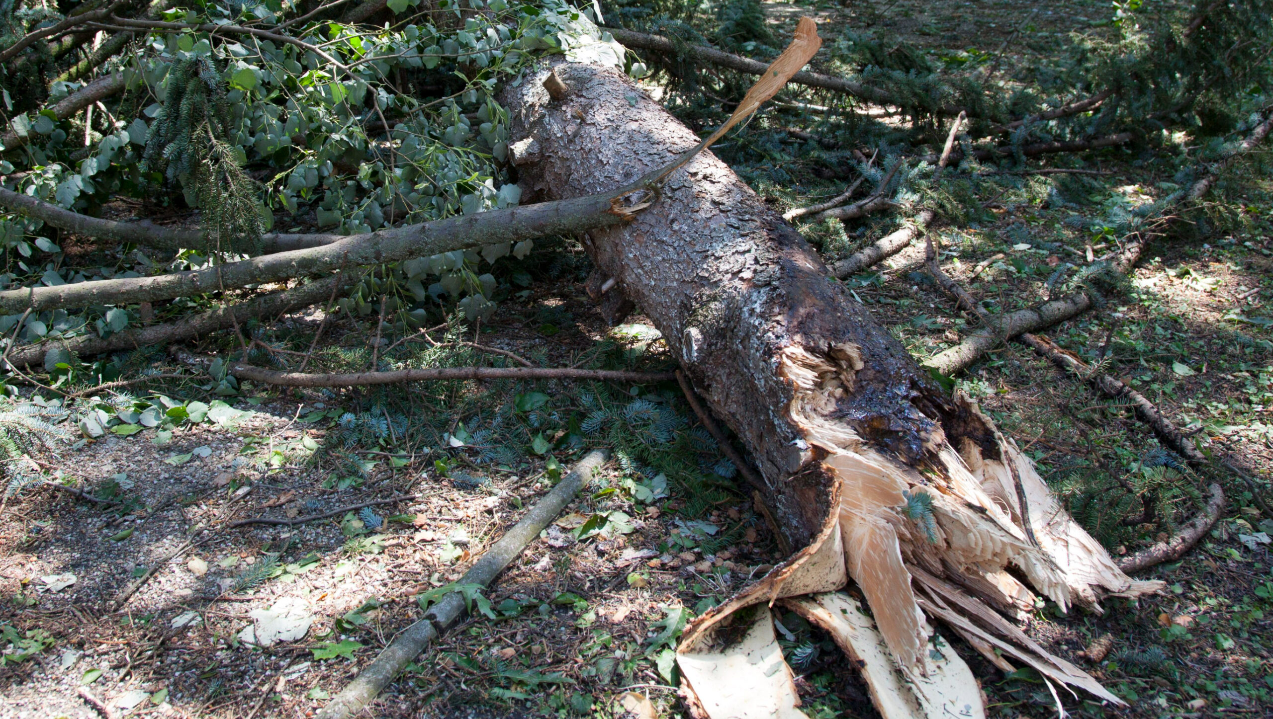 Több helyen is kidöntötte a fákat a pusztító vasárnapi szélvihar, hatalmas károk az egész országban